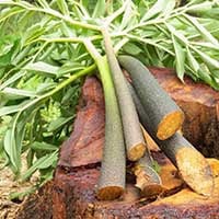 SugarMute Ingredients